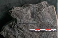 Foto (Detailansicht) von Palissya podocarpoides Ettingshausen (NHMW-GEO-2024-0188-10310)